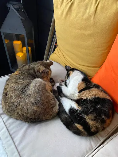Photo from customer review