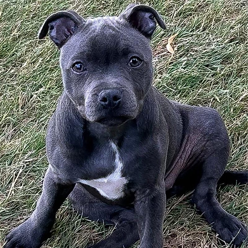 blu